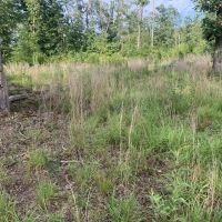 Salem Woods images 2