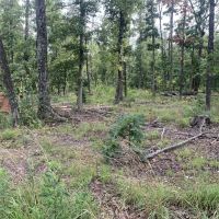 Salem Woods images 4