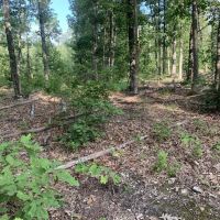 Salem Woods images 5