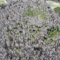 104.8 Acres of Residential and Recreational Timber Land For Sale in Franklin County NC images 4