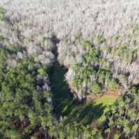 641 Acres in Attala County in Kosciusko MS