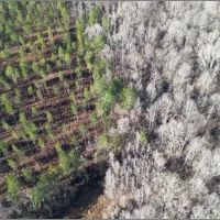 641 Acres in Attala County in Kosciusko MS images 3