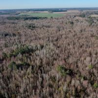 115.32 acres of Hunting and Recreational Land For Sale in Robeson County NC images 4