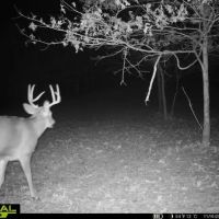 Small Hunting Property with Build Site for sale in Trempealeau County WI images 2