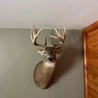 Small Hunting Property with Build Site for sale in Trempealeau County WI images 3