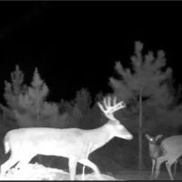 568 Acres with a Camp in Winston County in Louisville MS images 3