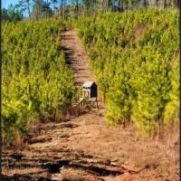 568 Acres with a Camp in Winston County in Louisville MS images 5