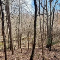 Great hunting and beautiful creek images 4