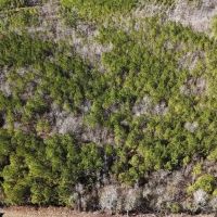 19 Acres in Leake County in Walnut Grove MS