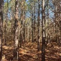 19 Acres in Leake County in Walnut Grove MS images 5