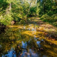 104 - Acres Whaley Creek Hunting Property Timberland Evening Shade Arkansas images 2