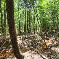 78 Acres in Wilkinson County in Crosby MS images 2
