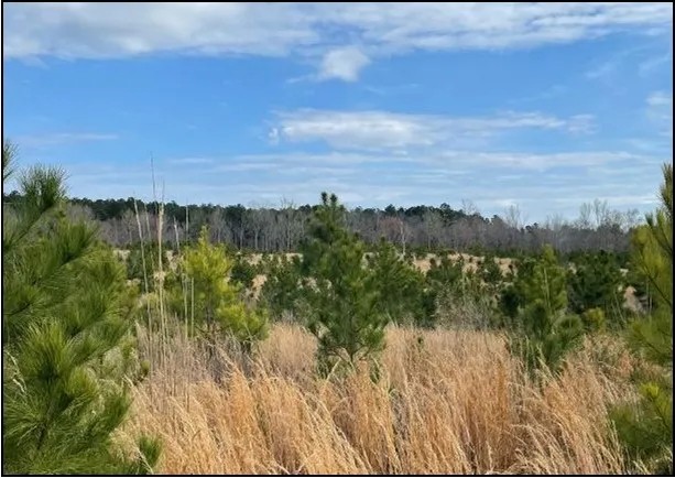 33.8 Acres in Calhoun in Pittsboro MS featured image