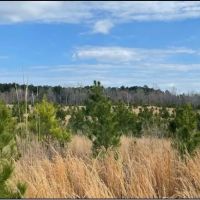 33.8 Acres in Calhoun in Pittsboro MS