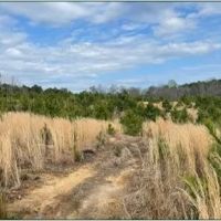 33.8 Acres in Calhoun in Pittsboro MS images 3