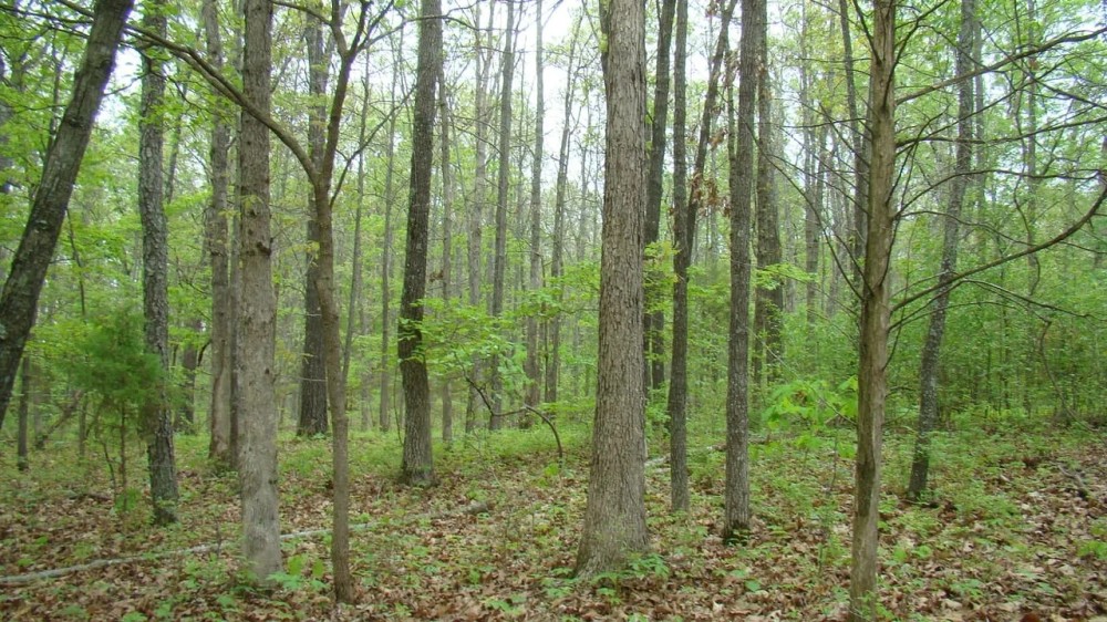 5 Acres Paved Road Frontage Close to Jacks For River featured image