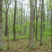 5 Acres Paved Road Frontage Close to Jacks For River
