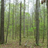 5 Acres Paved Road Frontage Close to Jacks For River images 2