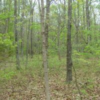 5 Acres Paved Road Frontage Close to Jacks For River images 3