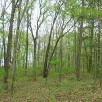 5 Acres Paved Road Frontage Close to Jacks For River images 4