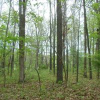 5 Acres Paved Road Frontage Close to Jacks For River images 5