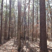 LA - Caldwell 35 acres - images 2