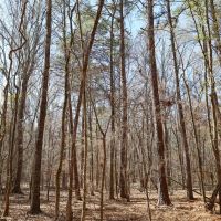 LA - Caldwell 35 acres - images 4