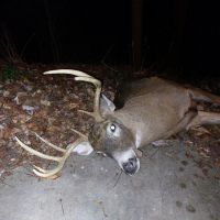 Buck on ground