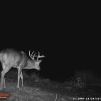 Roby buck by pond