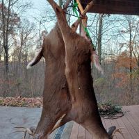 Two bucks hanging