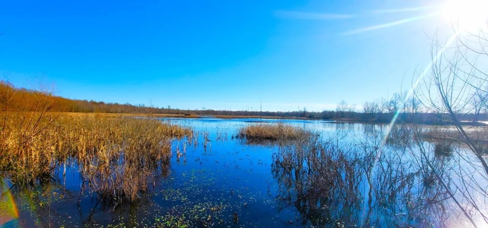 73 ACRES DUCK HUNTING FORKED DEER BOTTOMS featured image