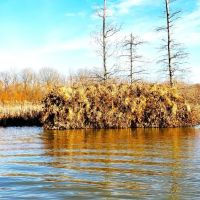 73 ACRES DUCK HUNTING FORKED DEER BOTTOMS images 5