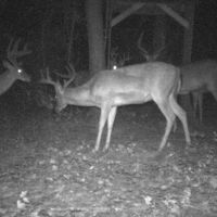 Tall Tine Ranch