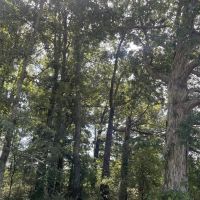 Live Hunt Play images 4