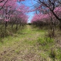 80 Acre Kansas Recreation Hunting Tract for Sale Osage County images 3