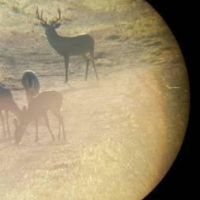 HIGH FENCED DEER LEASE
