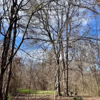 171 - Acres of Farm and Timber land in Madison Parish images 3