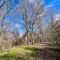 171 - Acres of Farm and Timber land in Madison Parish images 4