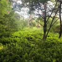 Waterfront Land Near Cooperstown images 4