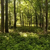 Waterfront Land Near Cooperstown images 5