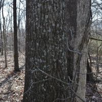 Caney Creek Lot images 2