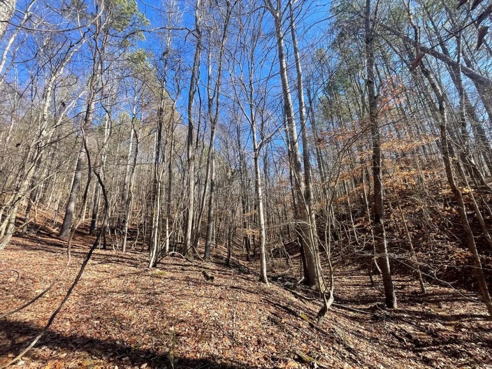 25 Acres in Wayne Co. TN featured image