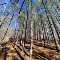 25 Acres in Wayne Co. TN images 3
