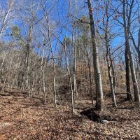 25 Acres in Wayne Co. TN images 4