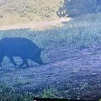 Premier Bourbon County Hunting Farm images 5