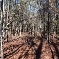 Cochran Highway East images 2
