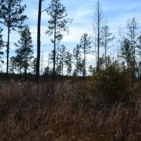 Little New York West images 5