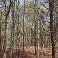 61 Acre Home and Timber Tract in Cullman Co. AL images 4