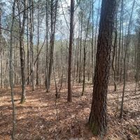 61 Acre Home and Timber Tract in Cullman Co. AL images 5