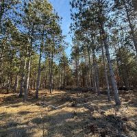 240 acre timber and hunting property for sale in Central Wisconsin images 4